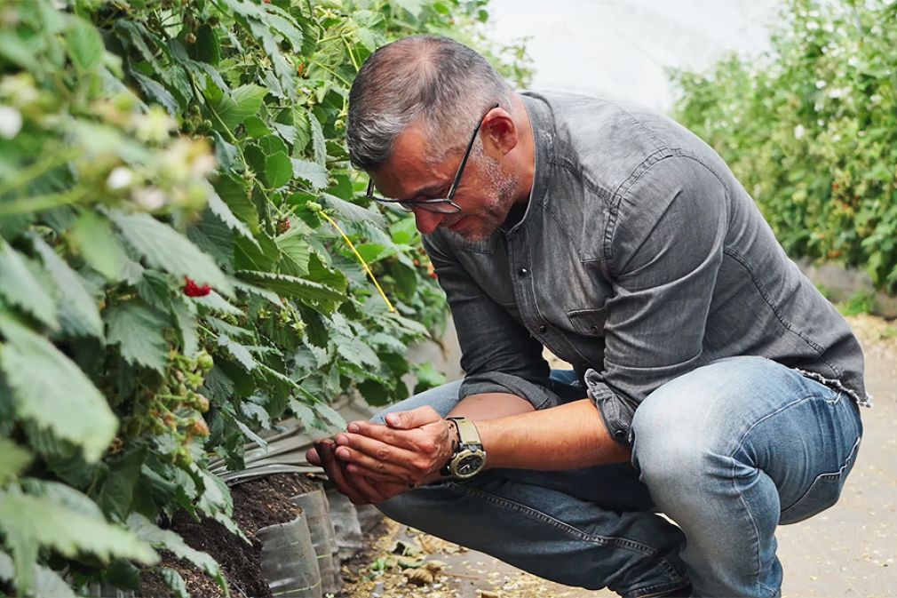 Miniserie que lleva el concepto de terroir a los frutos rojos