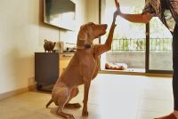 Poema sigue la tendencia de sofisticar la alimentaci&oacute;n de mascotas
