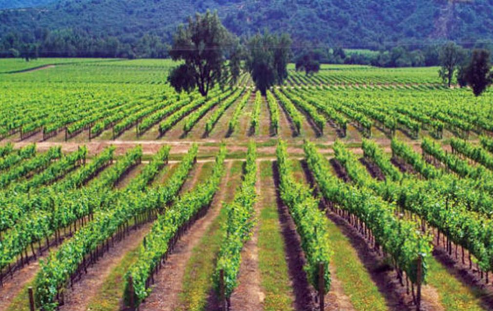 Exportaciones de vinos cierran arriba un año de baja