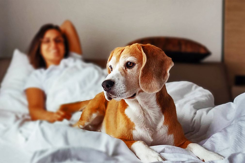 Datos de Rappi en el d&iacute;a mundial del perro