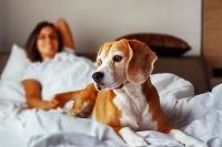 Datos de Rappi en el d&iacute;a mundial del perro