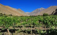 Celebran 87 a&ntilde;os de Denominaci&oacute;n de Origen Pisco