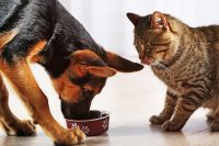 PetMarine seleccionada como innovaci&oacute;n alimentaria