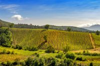 Desaf&iacute;os de marketing del vino chileno en el mundo