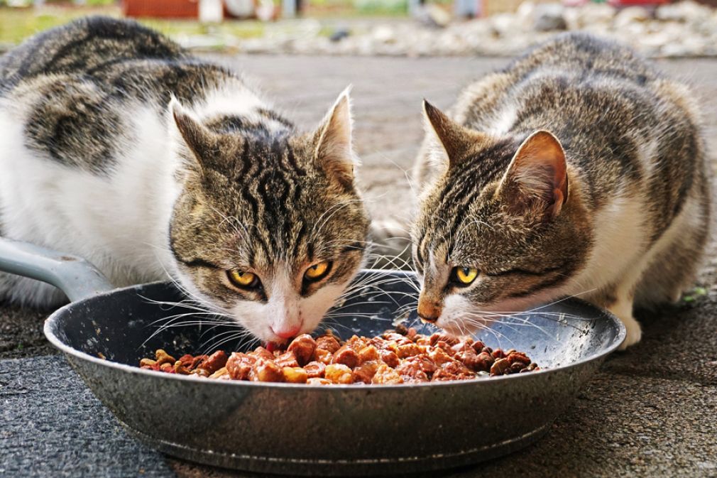 Alimento de Purina Cat Chow para gatos esterilizados
