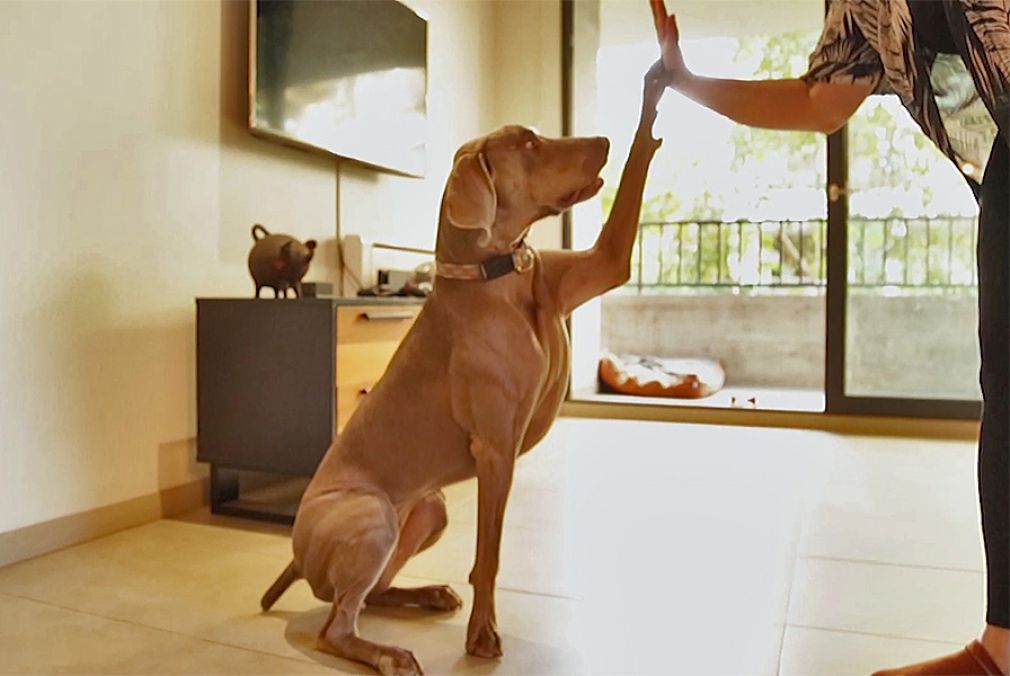 Poema sigue la tendencia de sofisticar la alimentaci&oacute;n de mascotas