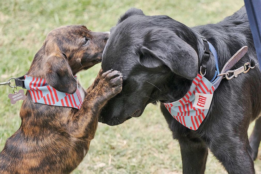El patrocinio de Fiat a la adopción animal en Chile